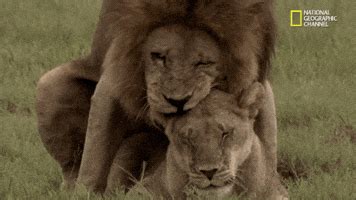 Lion mating gif. Things To Know About Lion mating gif. 